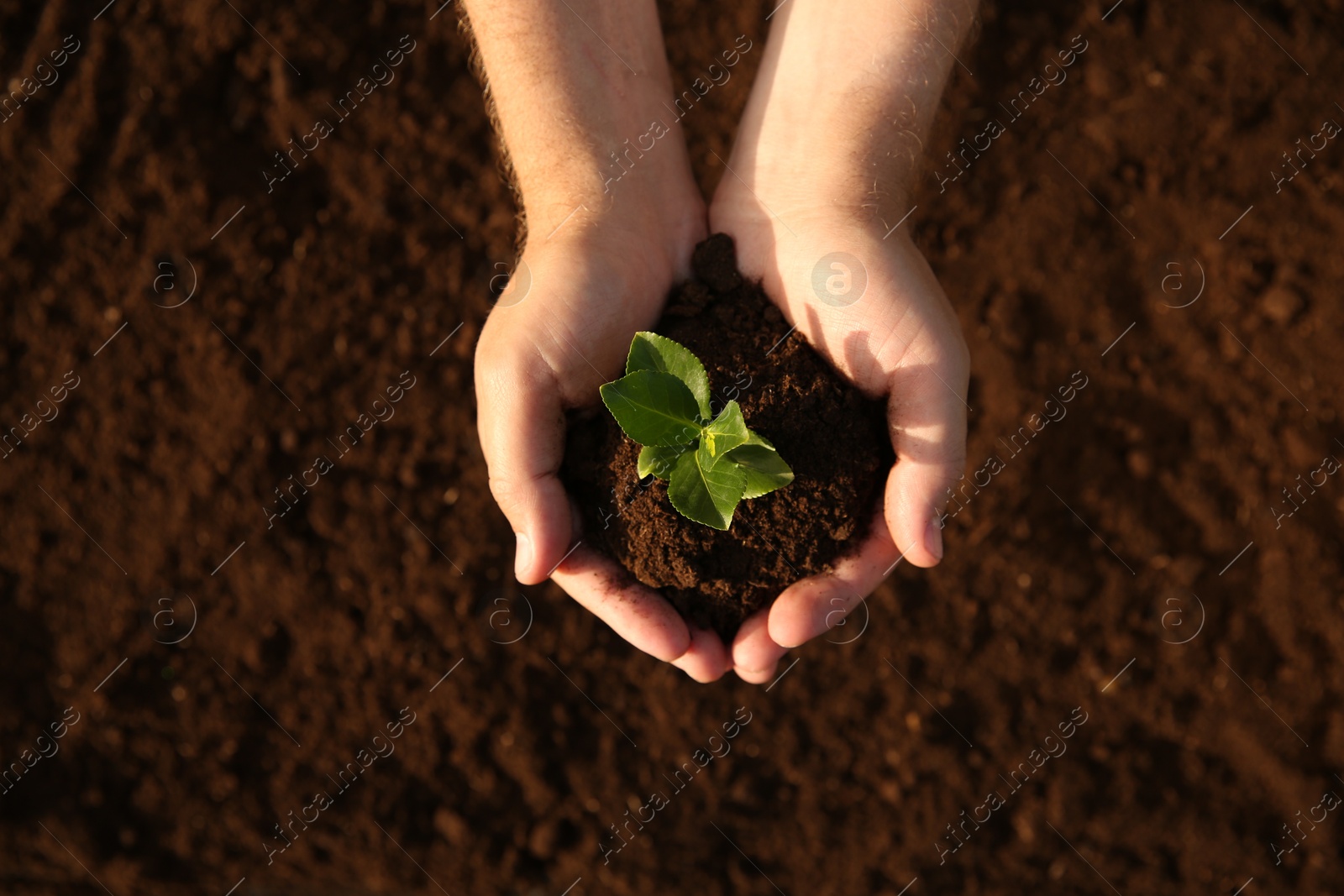 Photo of Man holding seedling with soil outdoors, top view