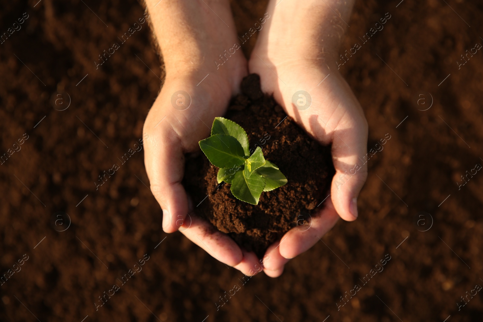 Photo of Man holding seedling with soil outdoors, top view