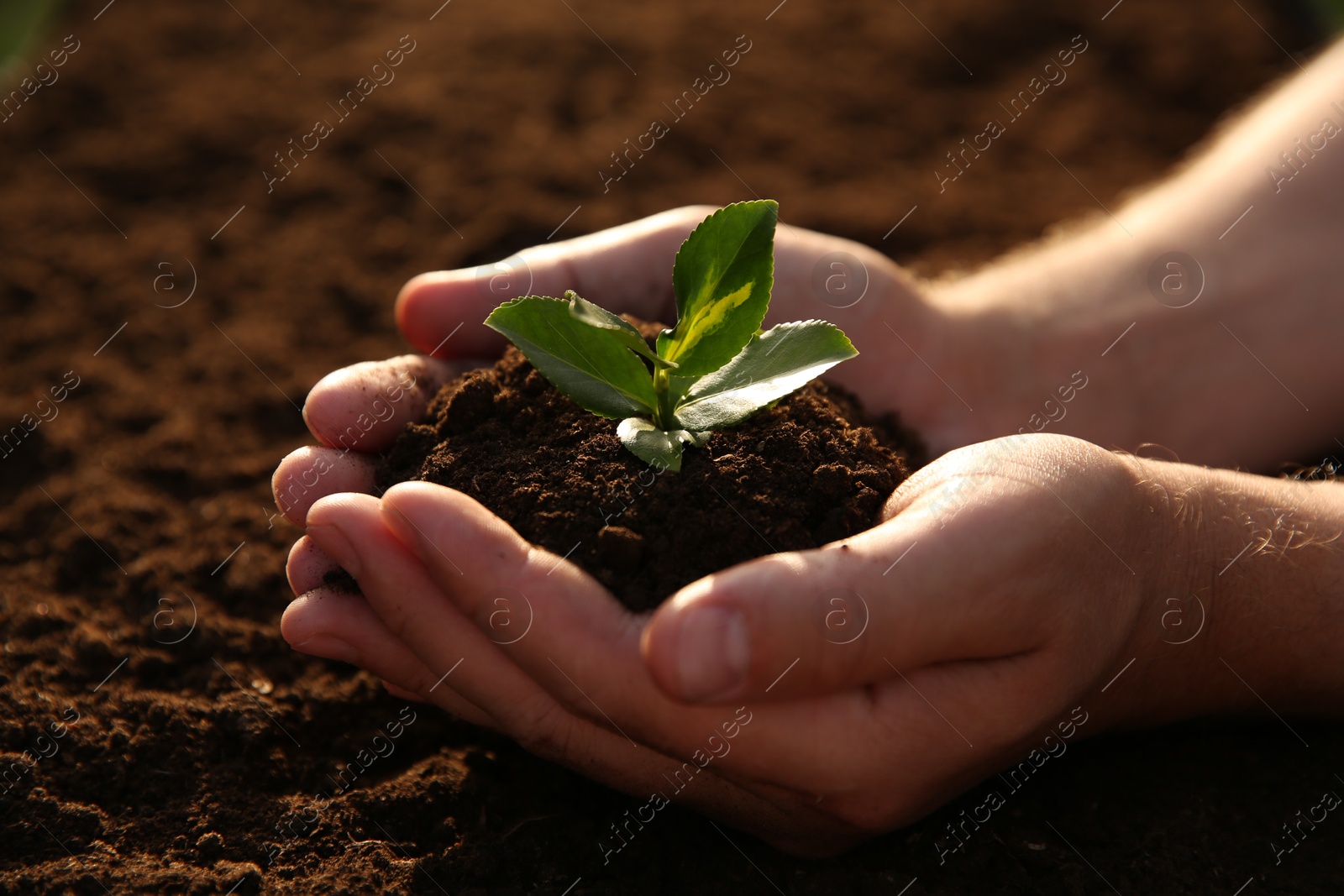 Photo of Man holding seedling with soil outdoors, closeup