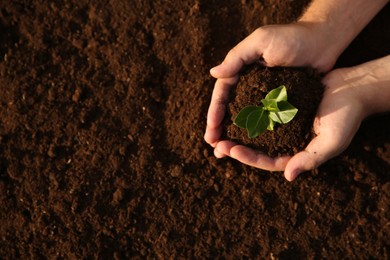 Photo of Man holding seedling with soil outdoors, top view. Space for text