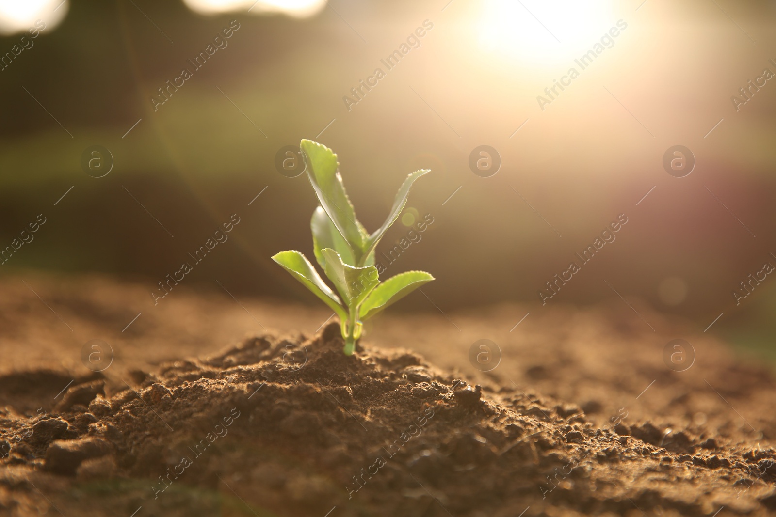 Photo of Young seedling growing in soil outdoors on sunny day, closeup