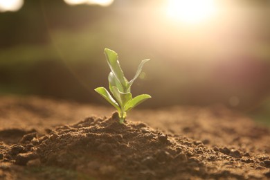 Photo of Young seedling growing in soil outdoors on sunny day, closeup