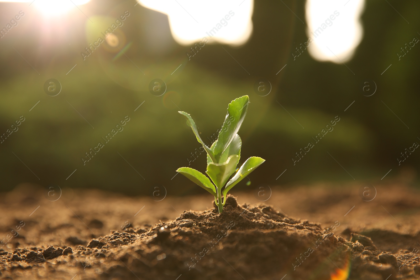 Photo of Young seedling growing in soil outdoors on sunny day, closeup