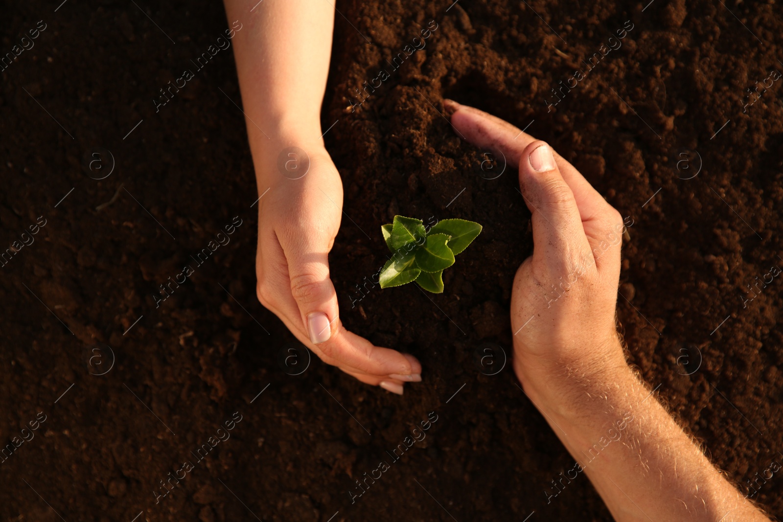 Photo of Couple protecting young seedling in soil, top view