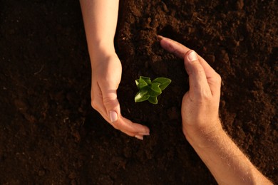 Photo of Couple protecting young seedling in soil, top view