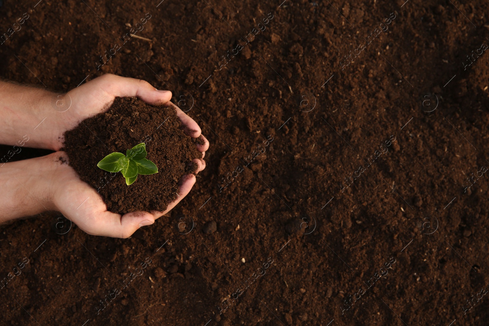 Photo of Man holding seedling with soil outdoors, top view. Space for text