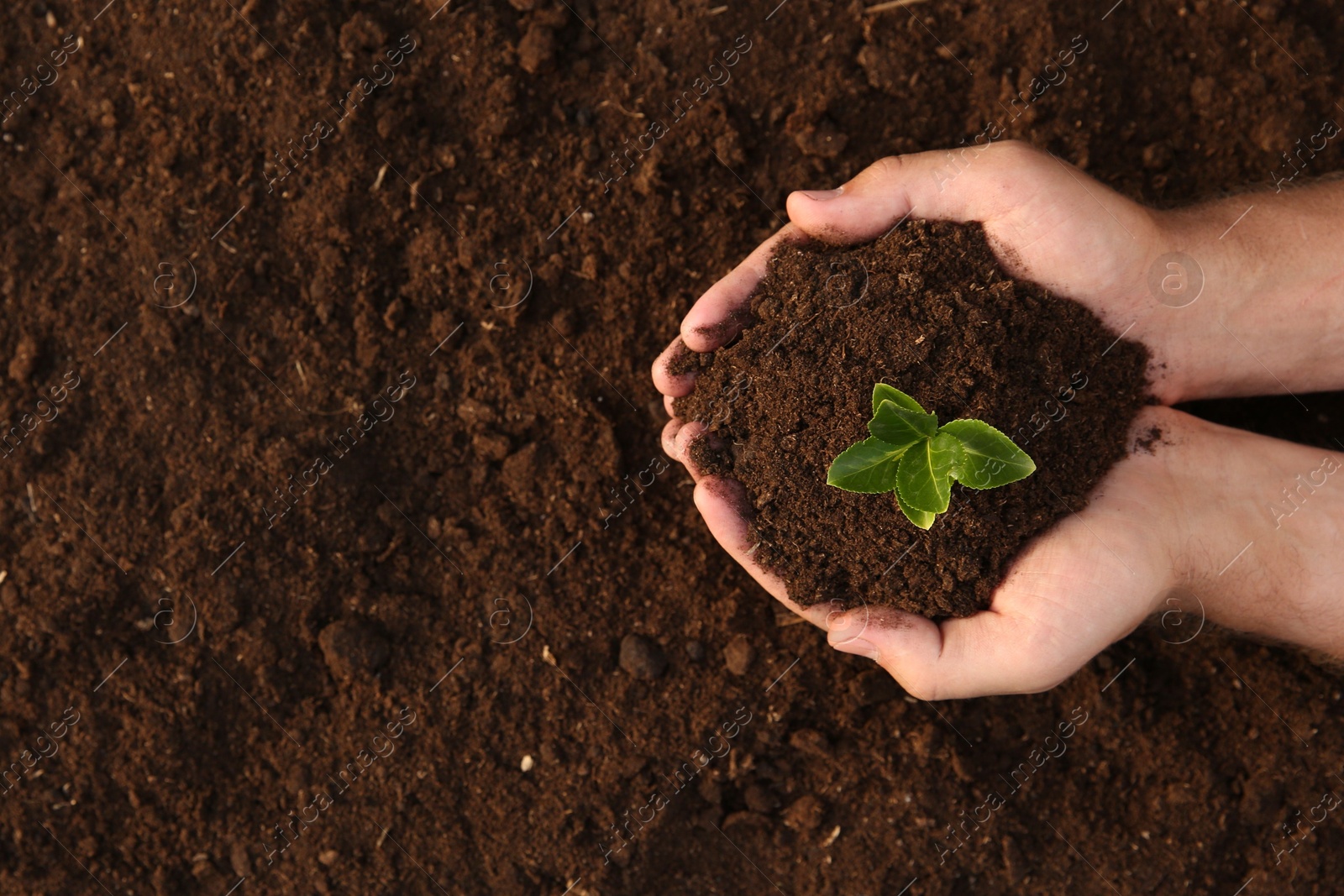 Photo of Man holding seedling with soil outdoors, top view. Space for text