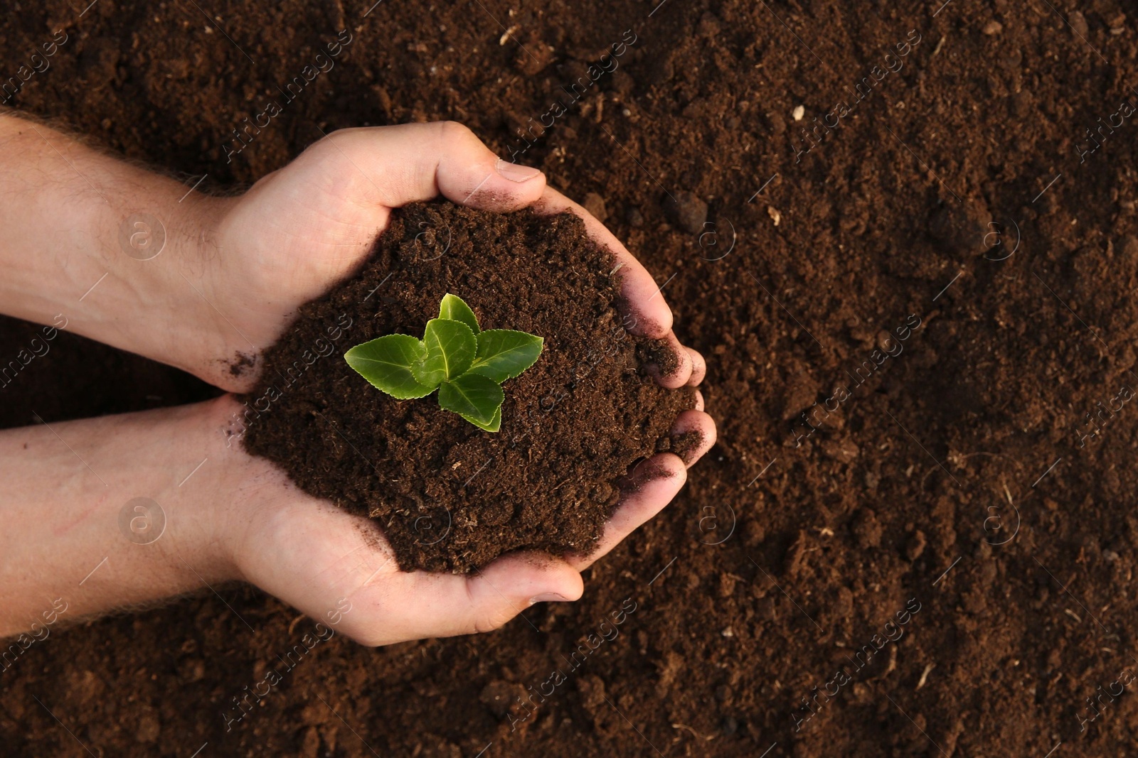 Photo of Man holding seedling with soil outdoors, top view. Space for text