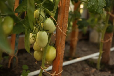 Photo of Unripe tomatoes growing in greenhouse, closeup. Vegetable garden