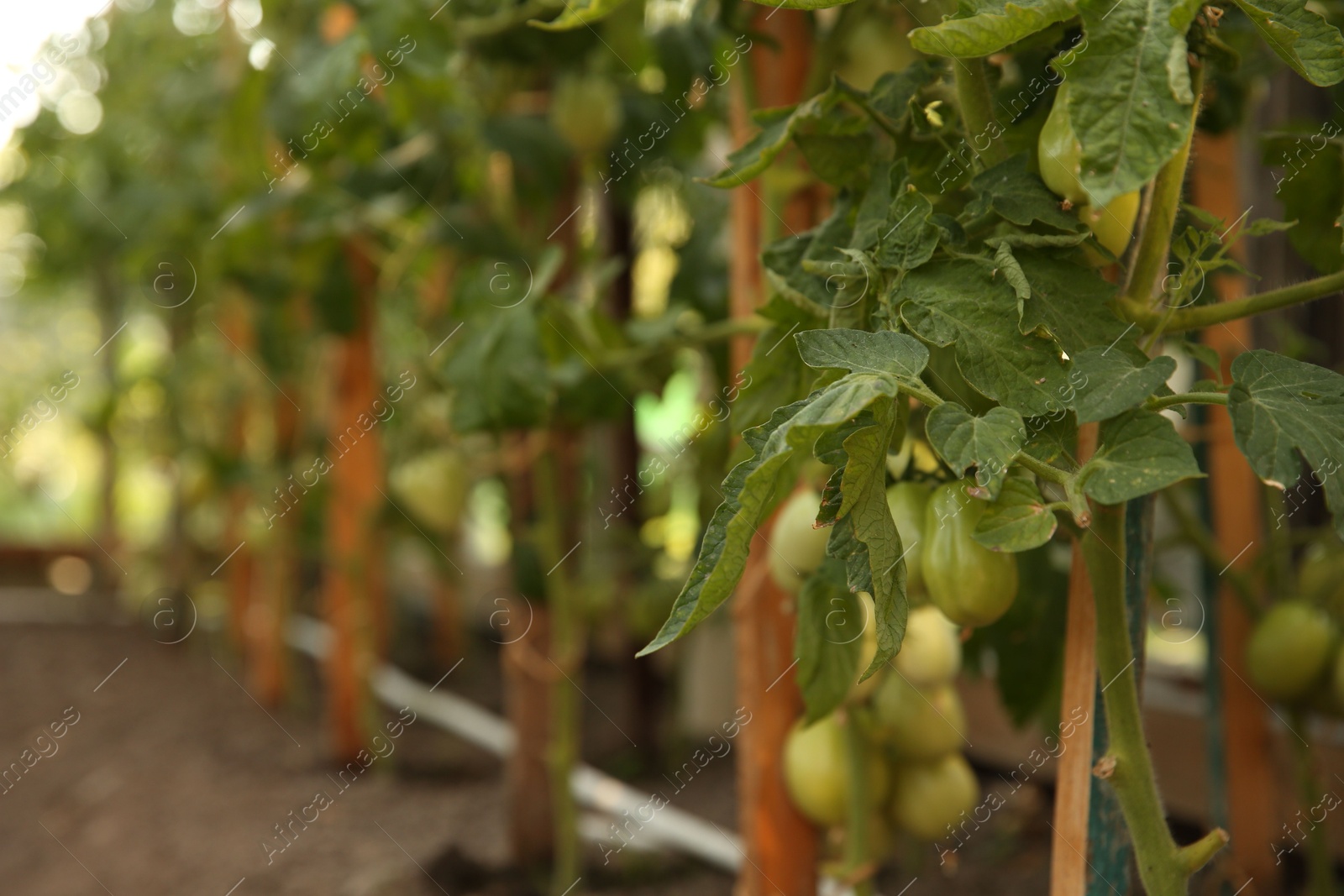 Photo of Unripe tomatoes growing in greenhouse, closeup. Vegetable garden