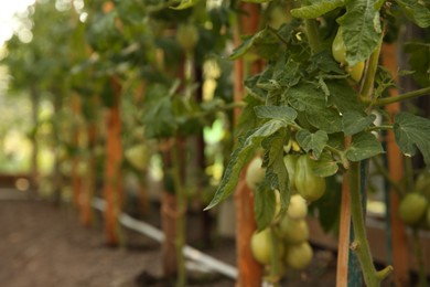 Photo of Unripe tomatoes growing in greenhouse, closeup. Vegetable garden