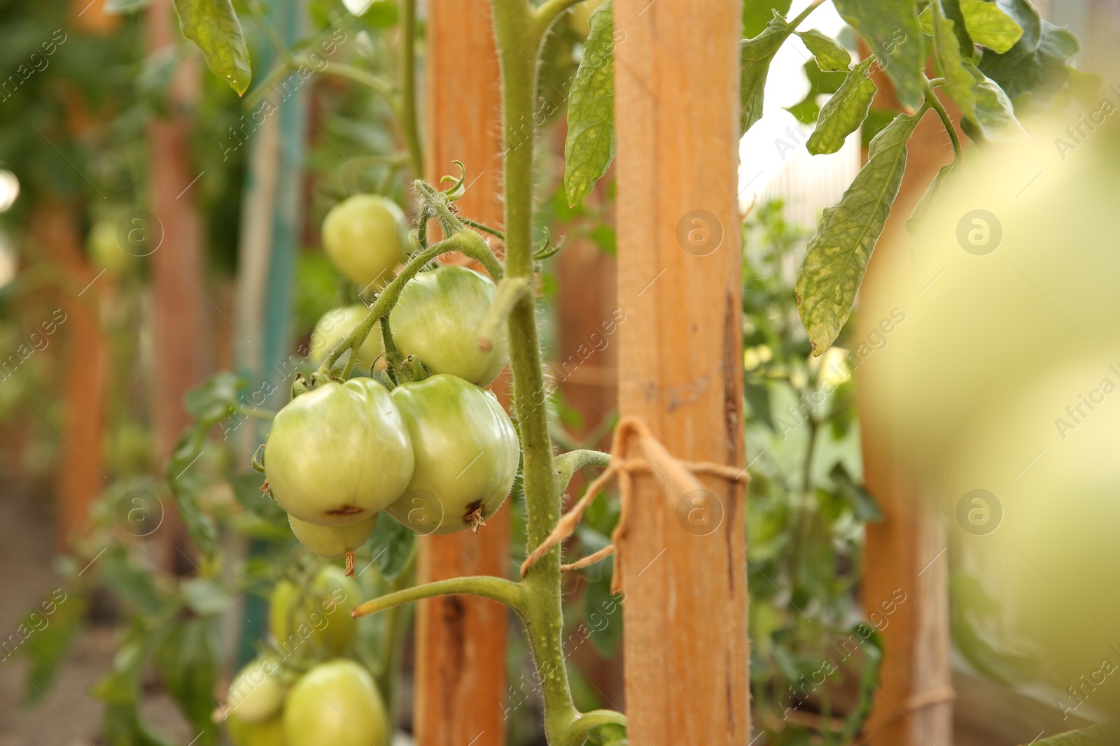 Photo of Unripe tomatoes growing in greenhouse, closeup. Vegetable garden