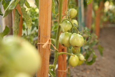 Unripe tomatoes growing in greenhouse, closeup. Vegetable garden