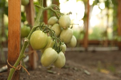 Photo of Unripe tomatoes growing in greenhouse, closeup. Vegetable garden