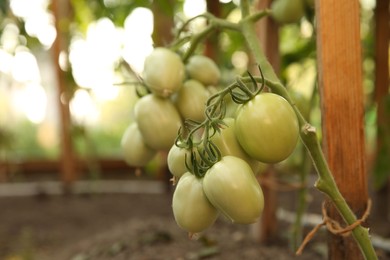 Photo of Unripe tomatoes growing in greenhouse, closeup. Vegetable garden