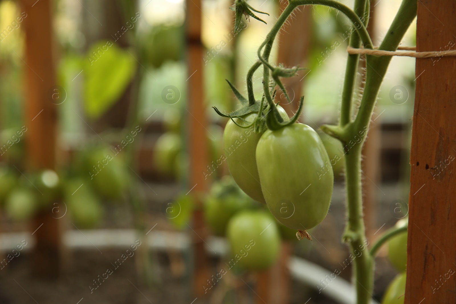 Photo of Unripe tomatoes growing in greenhouse, closeup. Vegetable garden