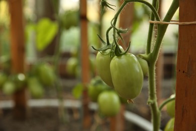 Photo of Unripe tomatoes growing in greenhouse, closeup. Vegetable garden