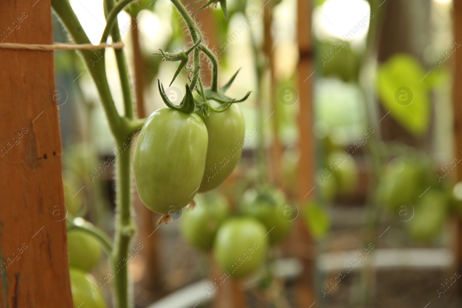 Photo of Unripe tomatoes growing in greenhouse, closeup. Vegetable garden