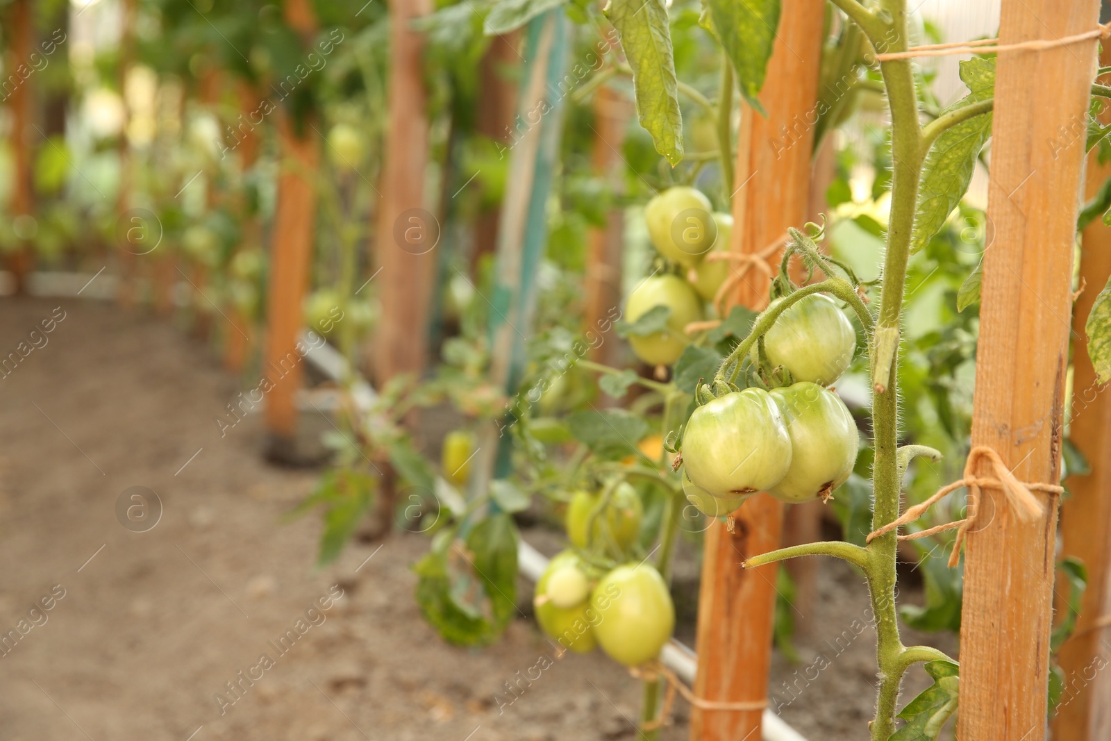 Photo of Unripe tomatoes growing in greenhouse, closeup. Vegetable garden