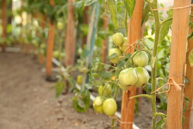 Photo of Unripe tomatoes growing in greenhouse, closeup. Vegetable garden