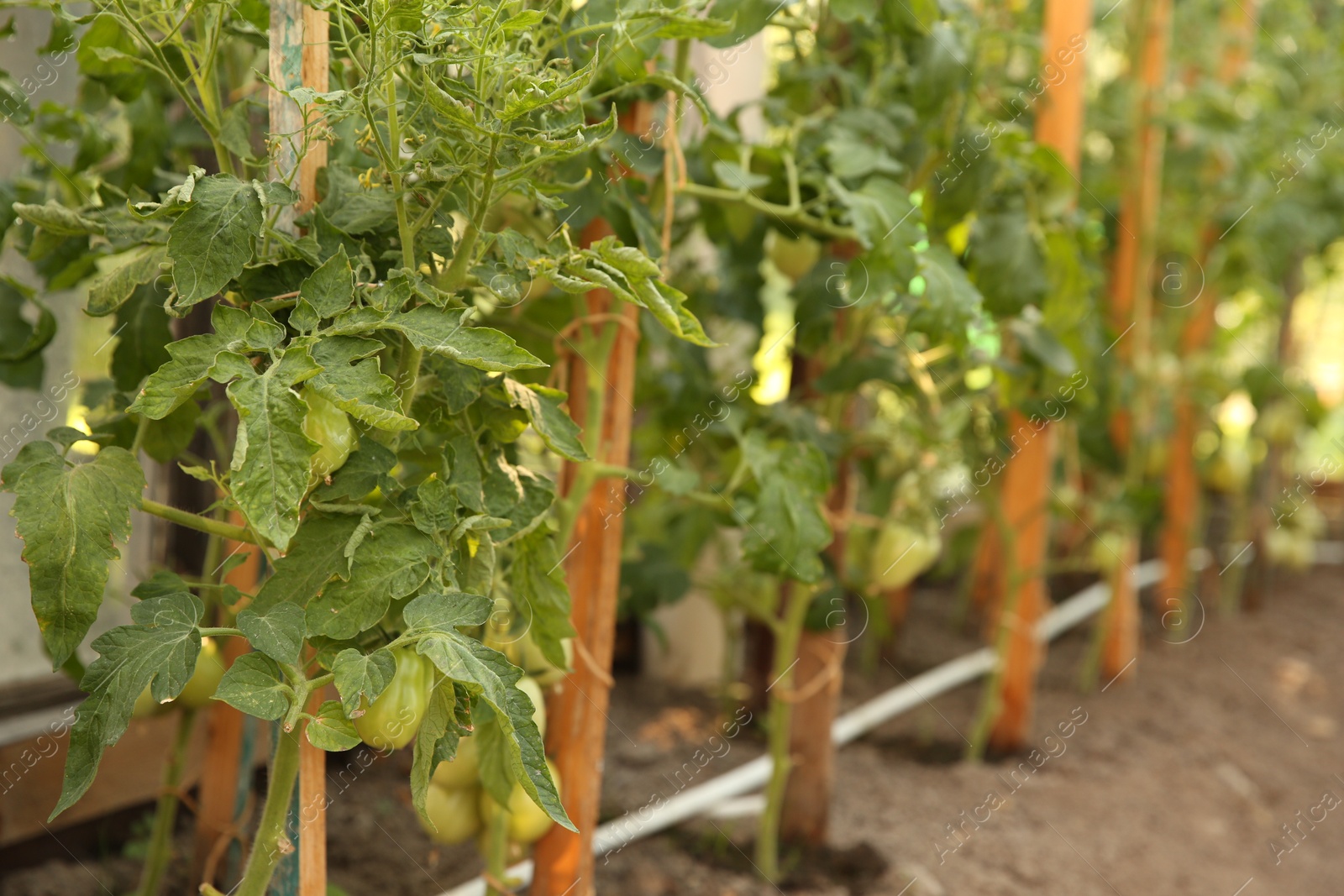 Photo of Unripe tomatoes growing in greenhouse, closeup. Vegetable garden