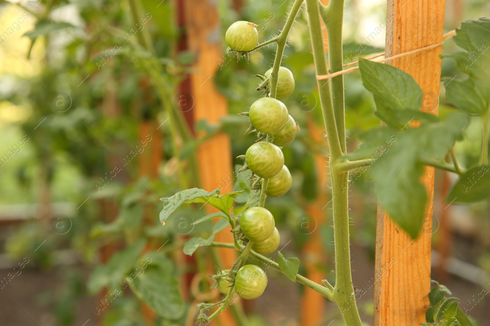 Photo of Unripe tomatoes growing in greenhouse, closeup. Vegetable garden