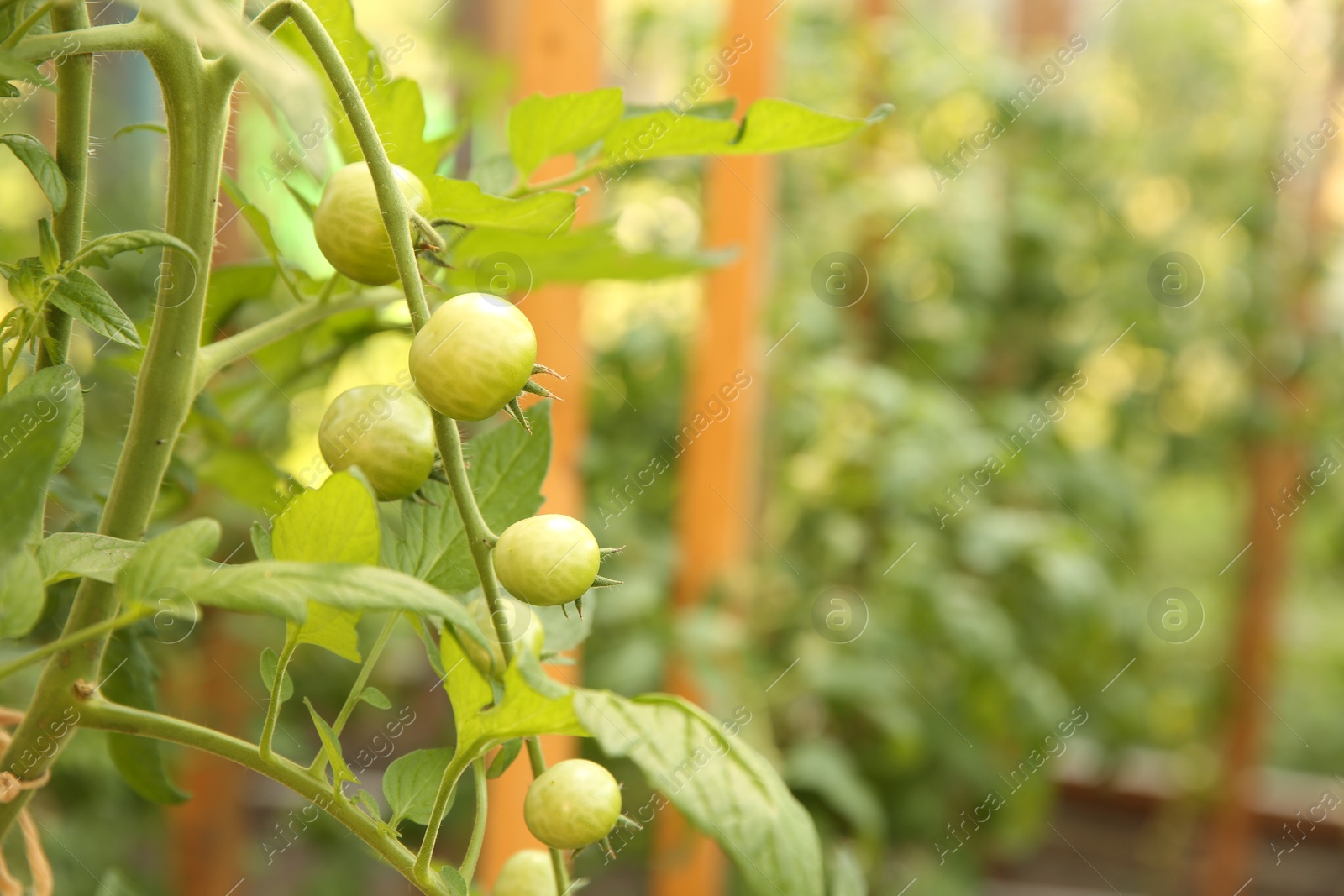 Photo of Unripe tomatoes growing in greenhouse, closeup. Space for text