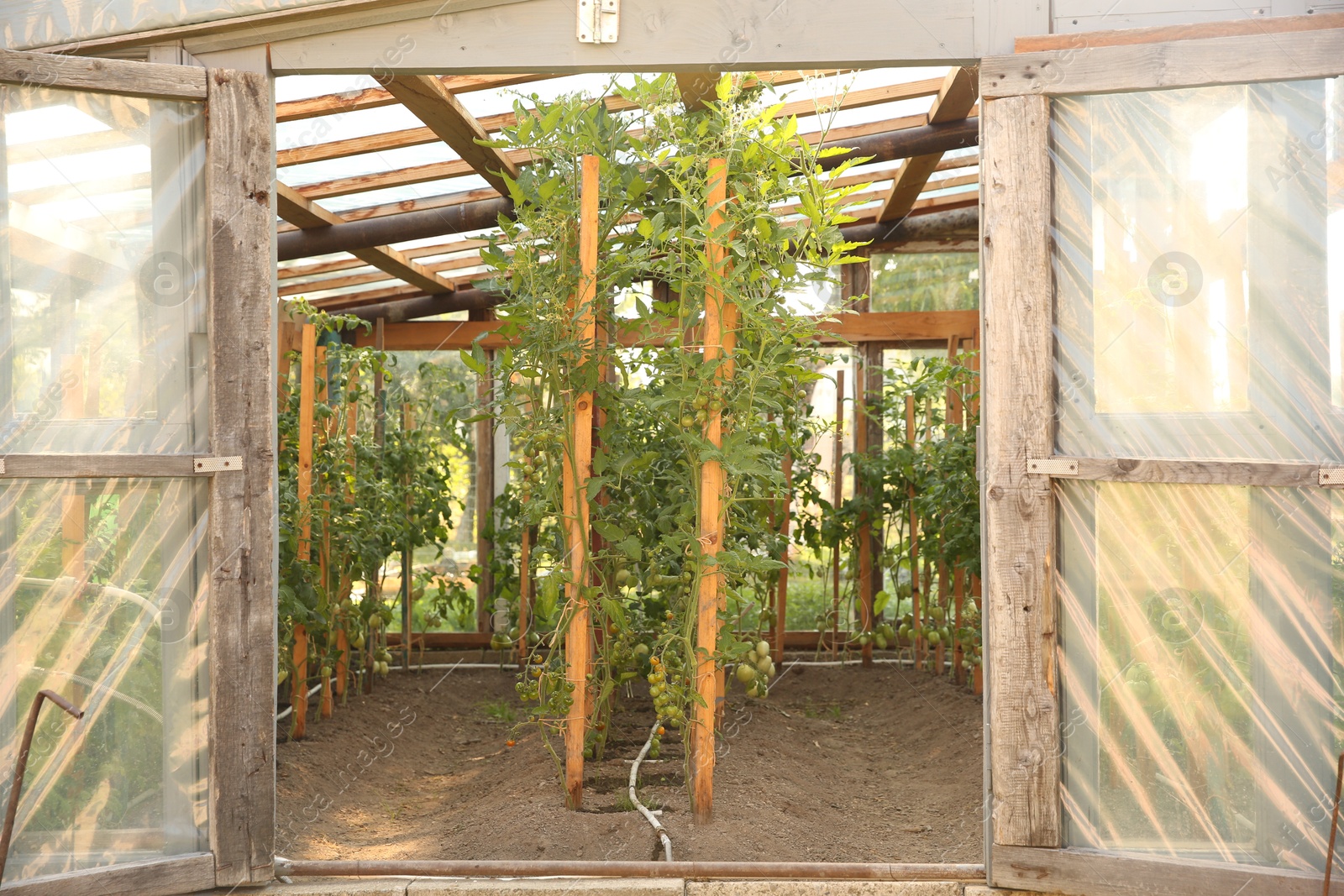 Photo of Many tomato plants growing in greenhouse. Vegetable garden