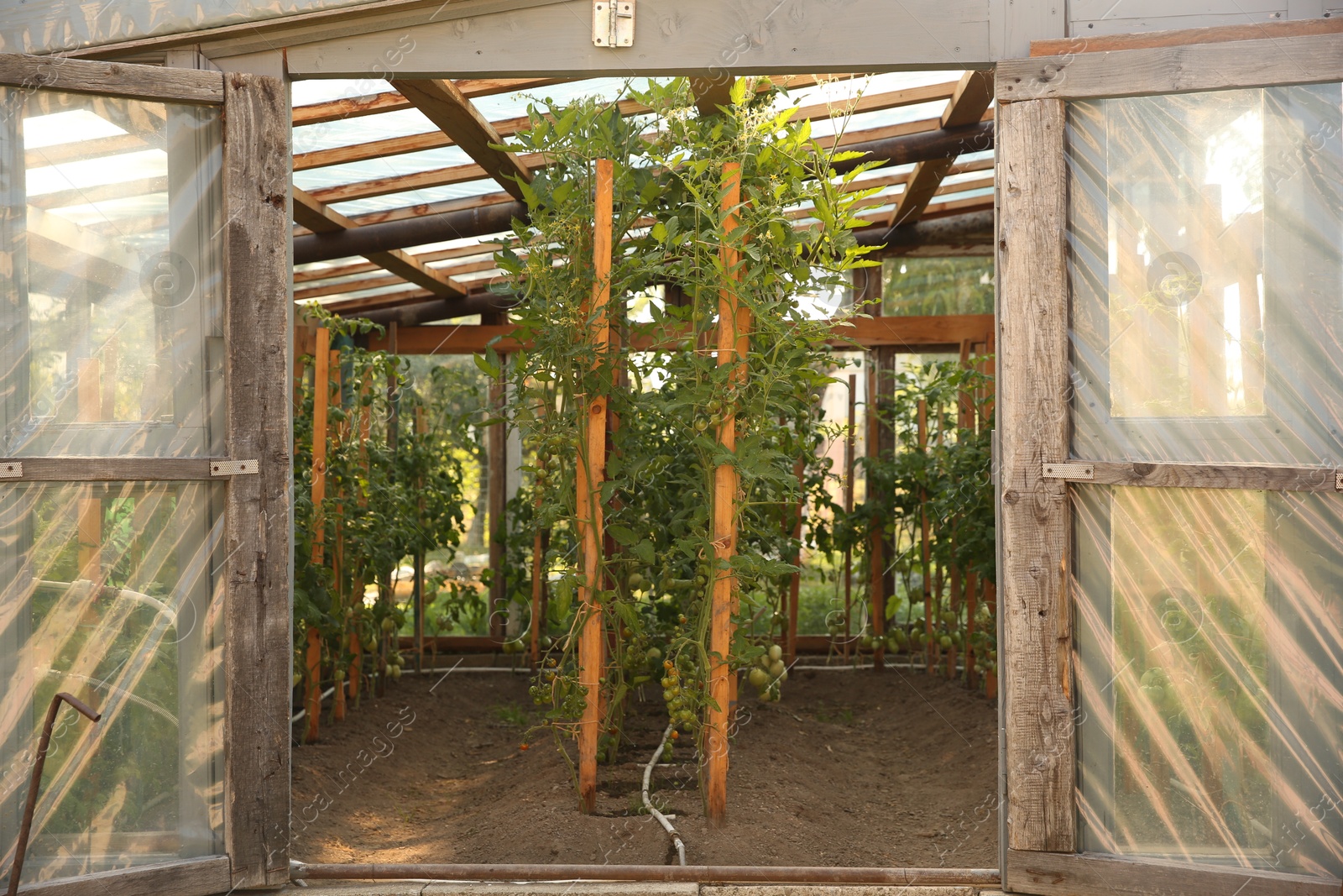 Photo of Many tomato plants growing in greenhouse. Vegetable garden