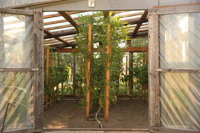 Photo of Many tomato plants growing in greenhouse. Vegetable garden