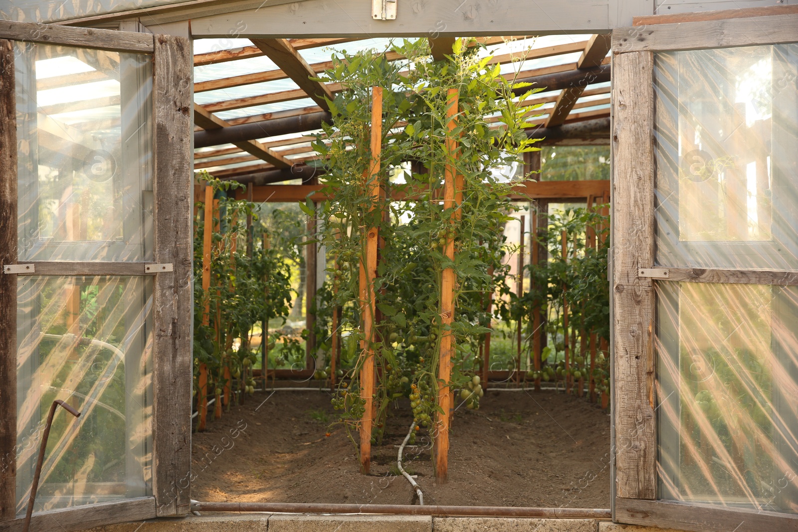 Photo of Many tomato plants growing in greenhouse. Vegetable garden