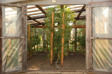 Photo of Many tomato plants growing in greenhouse. Vegetable garden