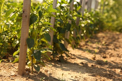 Photo of Unripe peppers growing on plants in vegetable garden