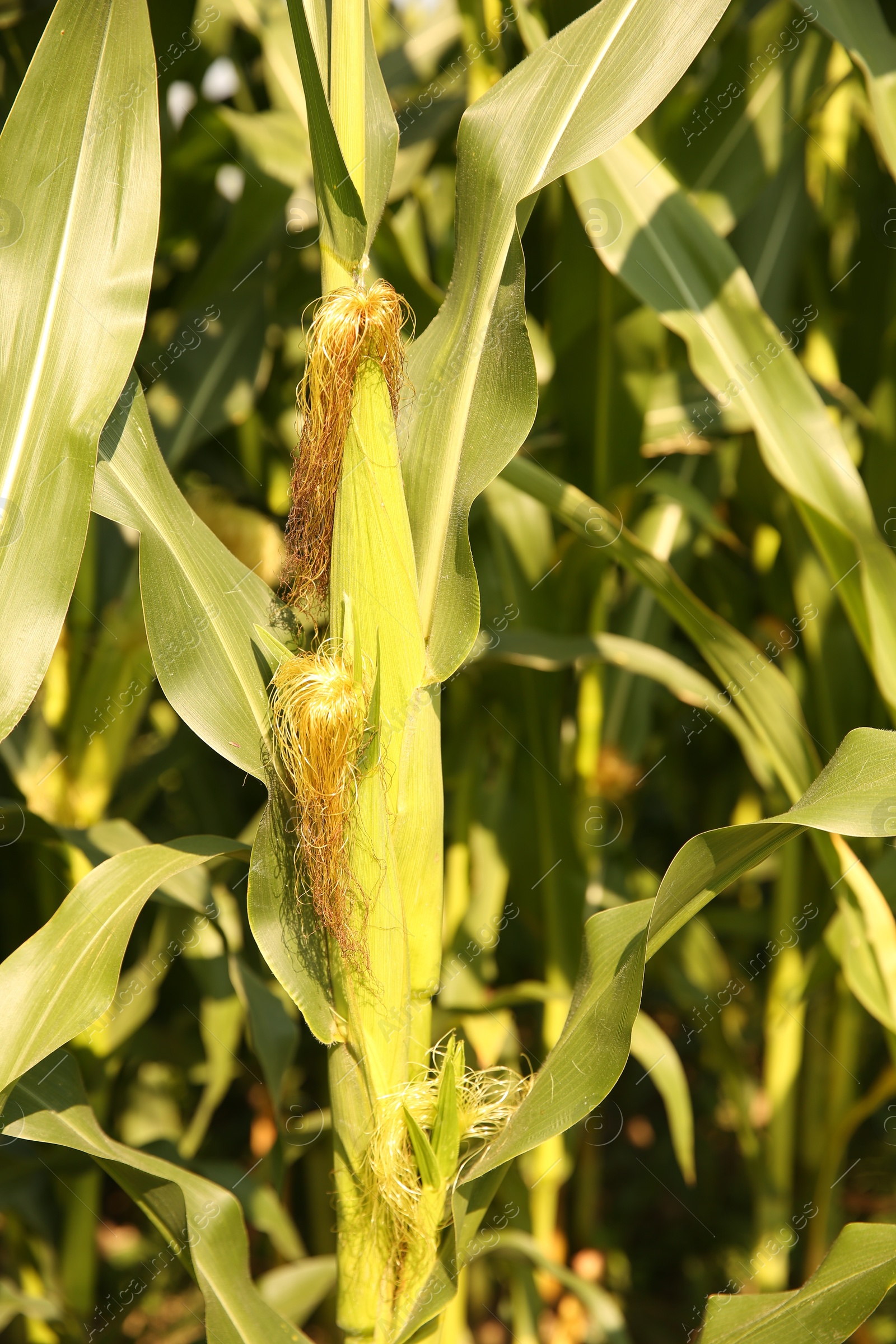 Photo of Green corn plants growing in vegetable garden on sunny day, closeup