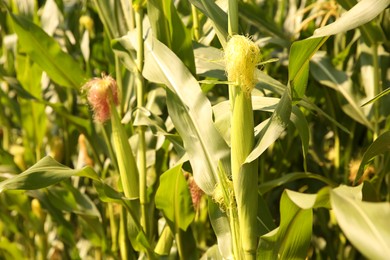 Photo of Green corn plants growing in vegetable garden on sunny day, closeup