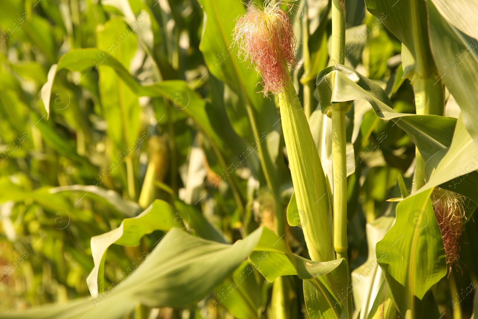 Photo of Green corn plants growing in vegetable garden on sunny day, closeup