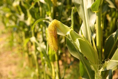 Photo of Green corn plants growing in vegetable garden on sunny day, closeup