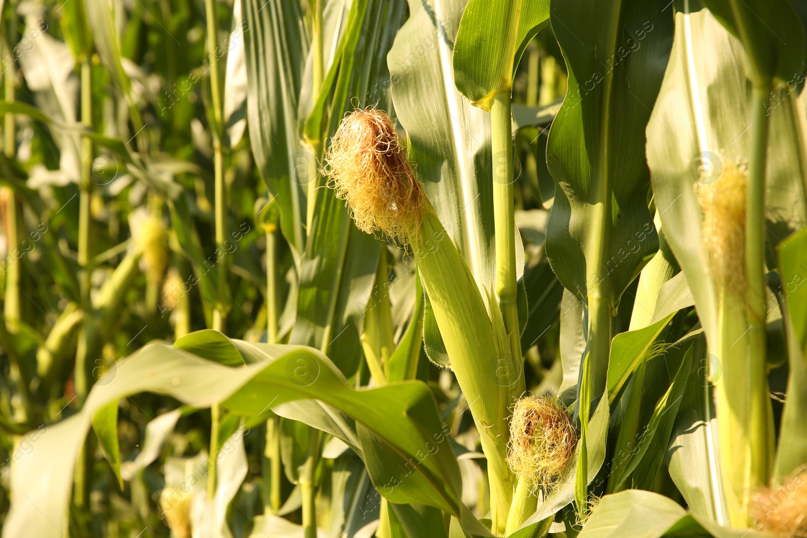 Photo of Green corn plants growing in vegetable garden on sunny day, closeup