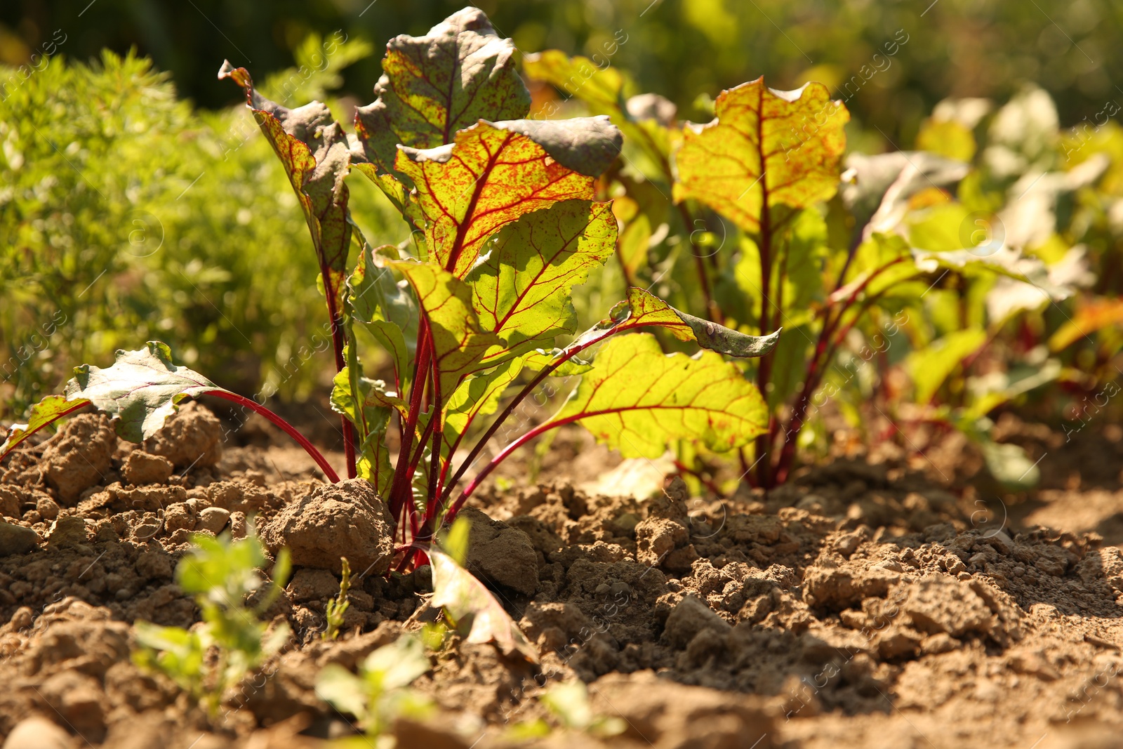 Photo of Beet plants growing in vegetable garden on sunny day