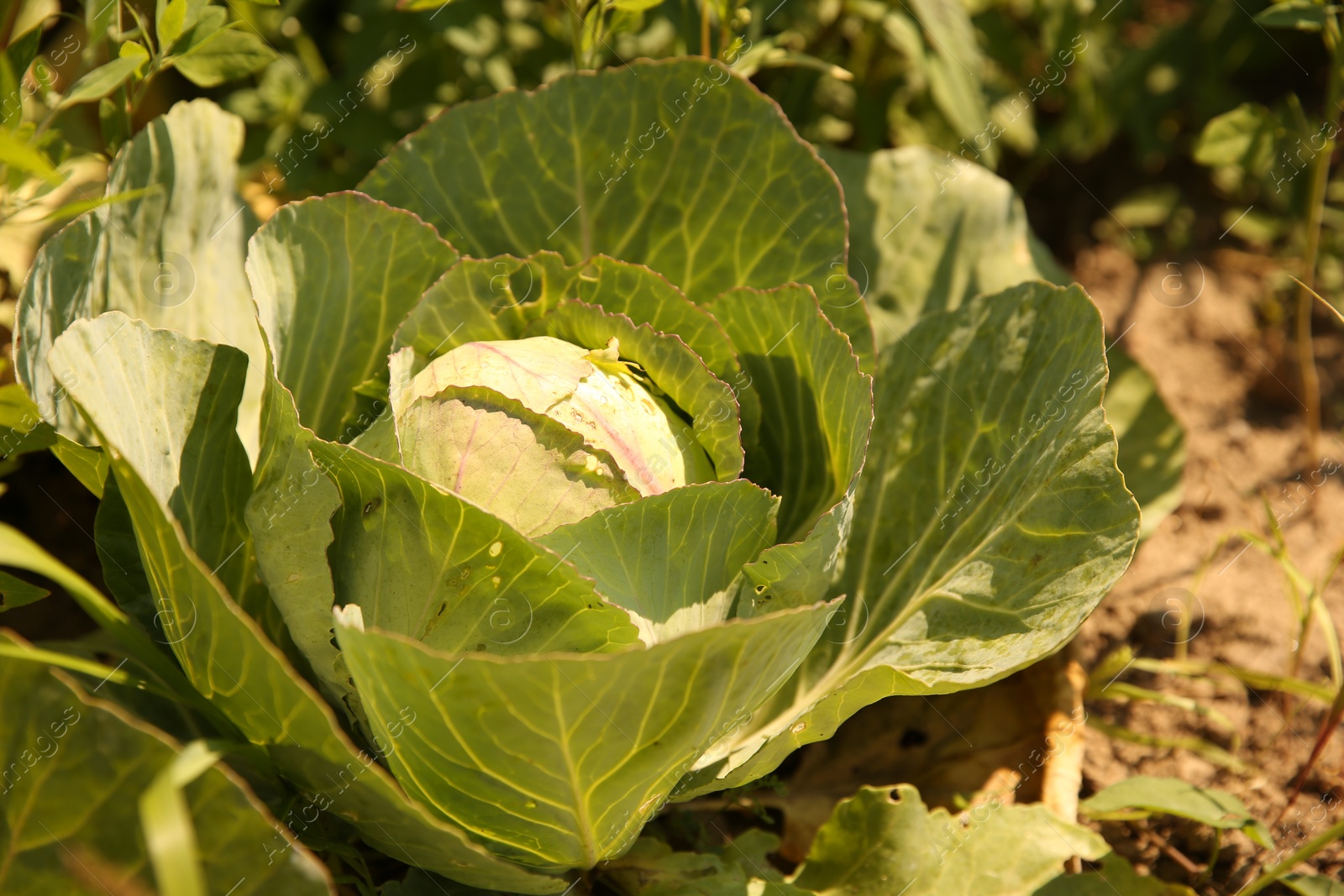 Photo of Green cabbage growing in garden on sunny day, closeup