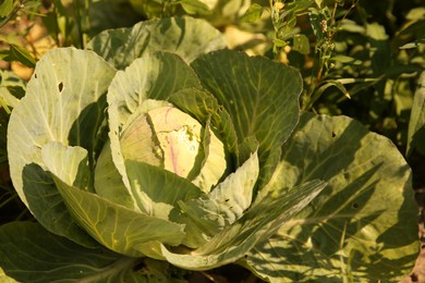 Photo of Green cabbage growing in garden on sunny day, closeup