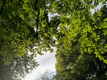 Tree with green leaves outdoors, low angle view