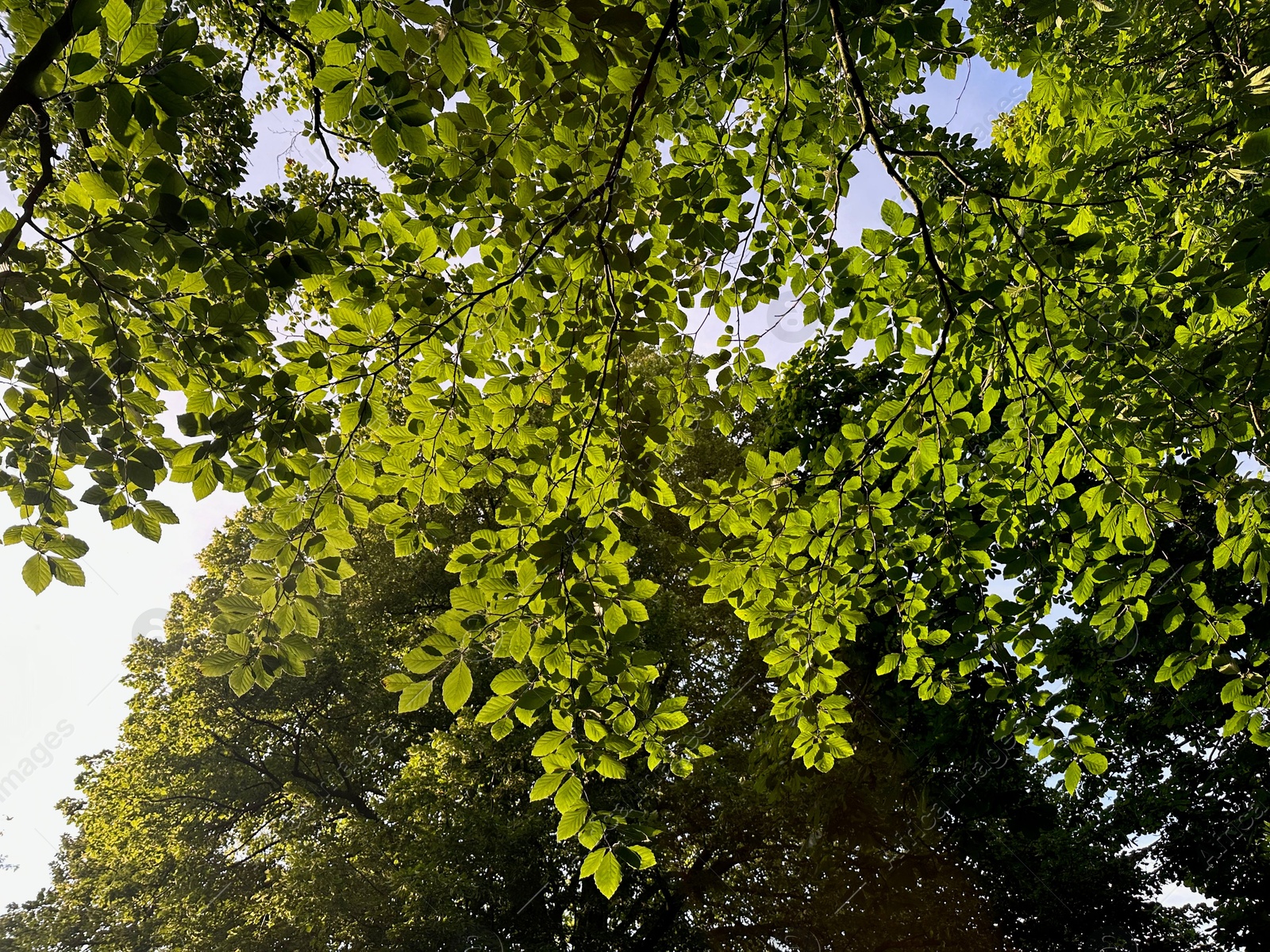 Photo of Tree with green leaves outdoors, low angle view