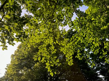 Tree with green leaves outdoors, low angle view