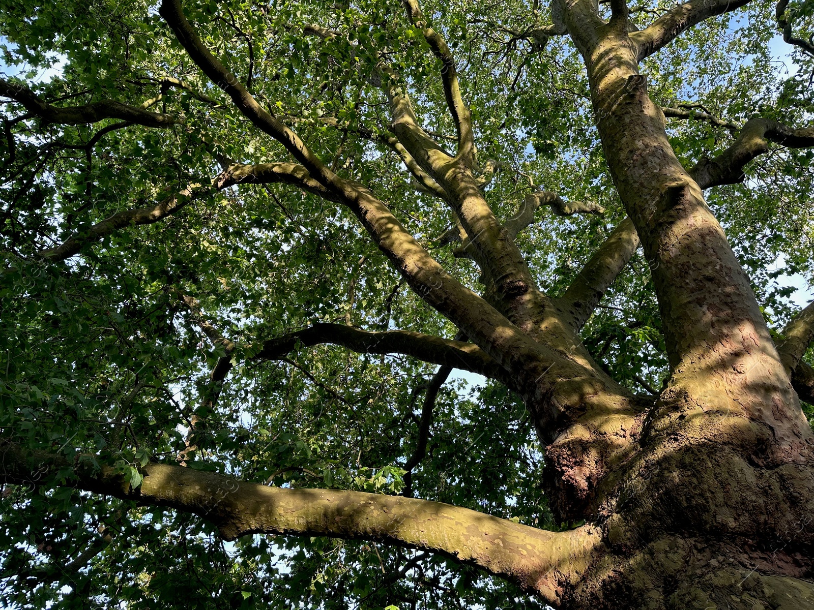 Photo of Tree with green leaves outdoors, low angle view