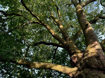 Tree with green leaves outdoors, low angle view