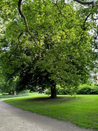 Photo of Beautiful view of park with pathway and trees outdoors