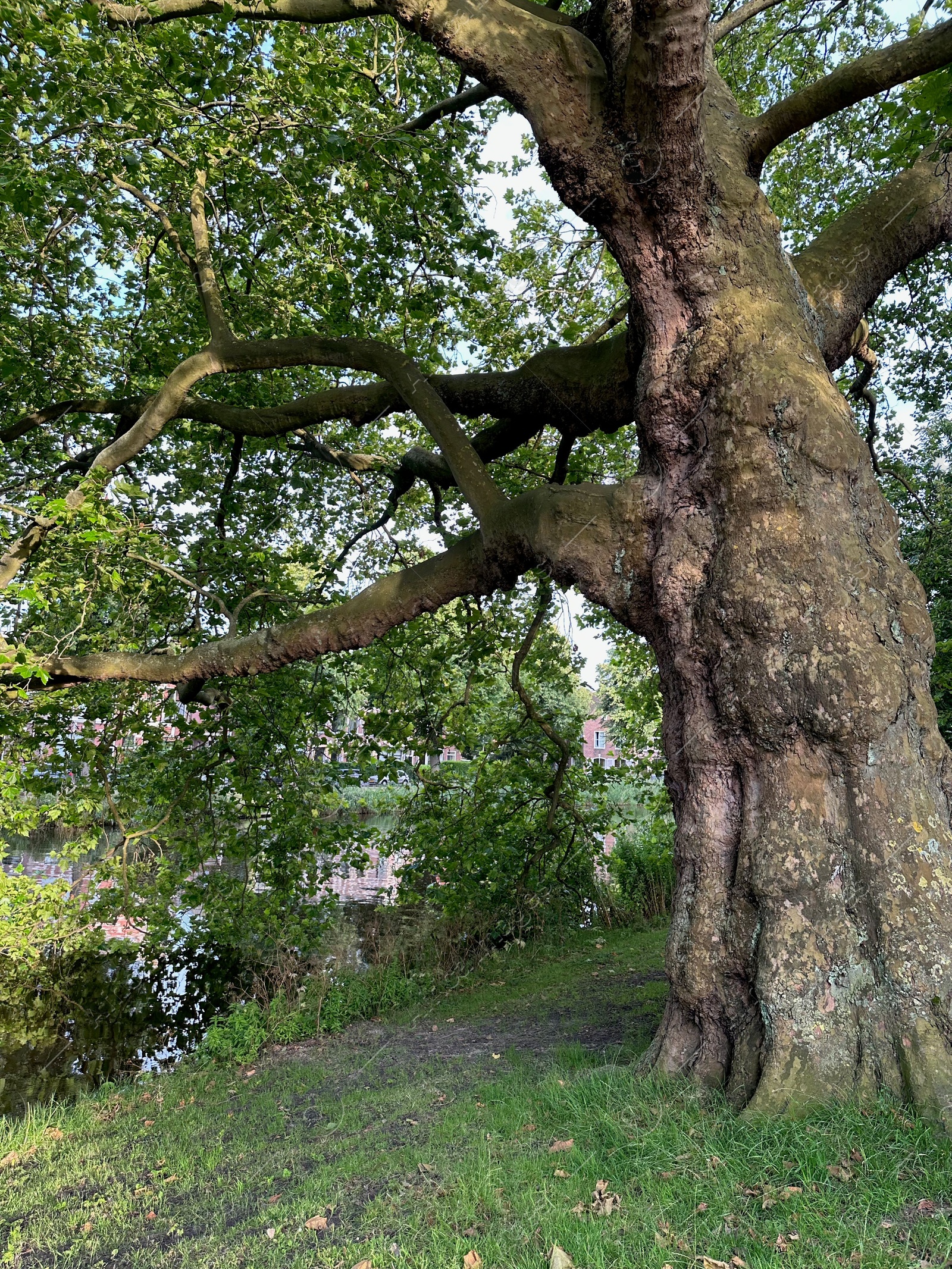 Photo of Beautiful view of park with green tree near canal outdoors