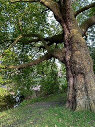 Photo of Beautiful view of park with green tree near canal outdoors