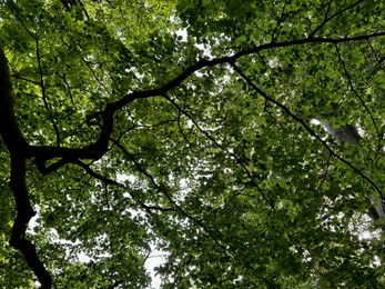 Tree with green leaves outdoors, low angle view